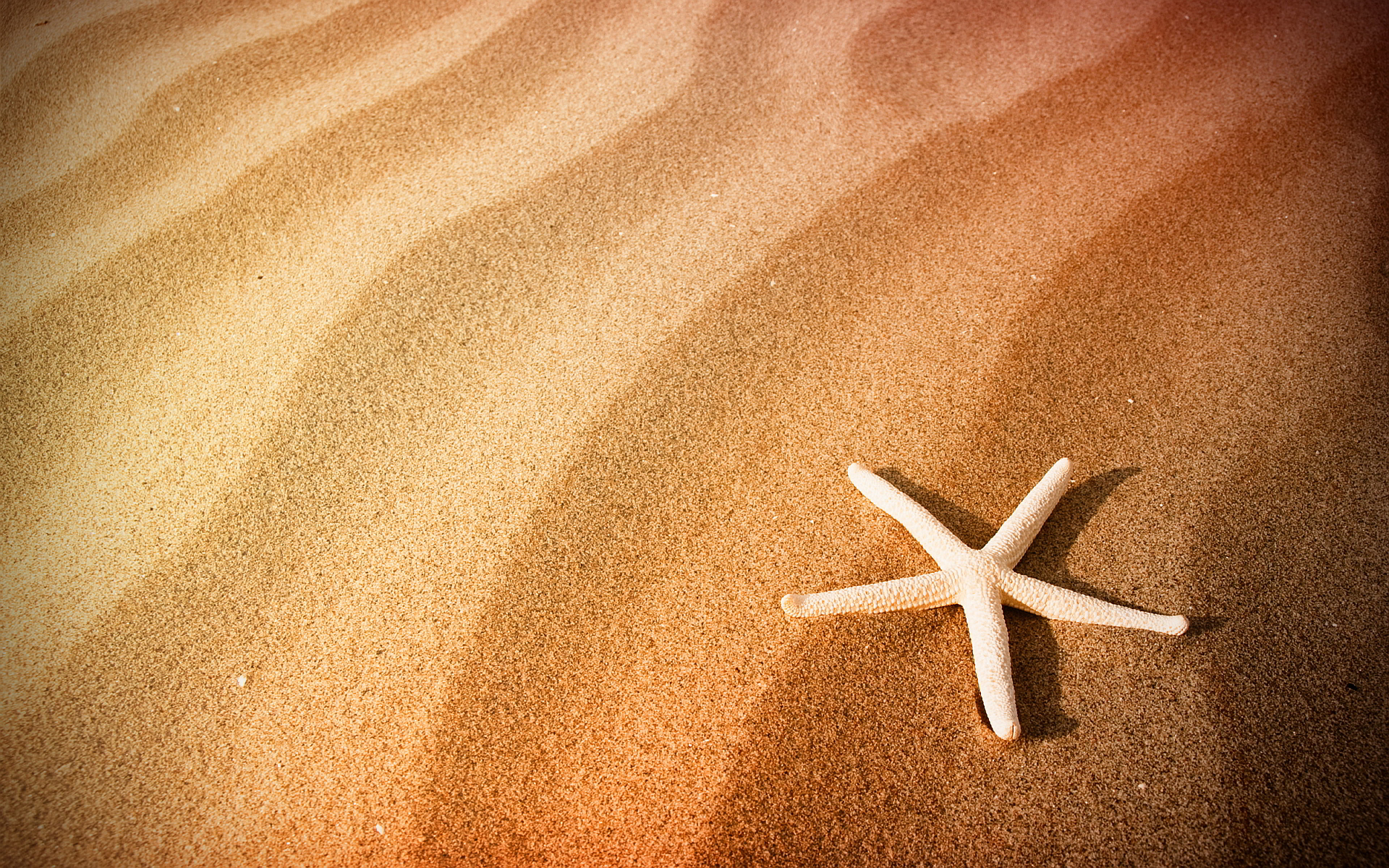 sand wallpaper hd,starfish,sand,echinoderm,natural environment,marine invertebrates