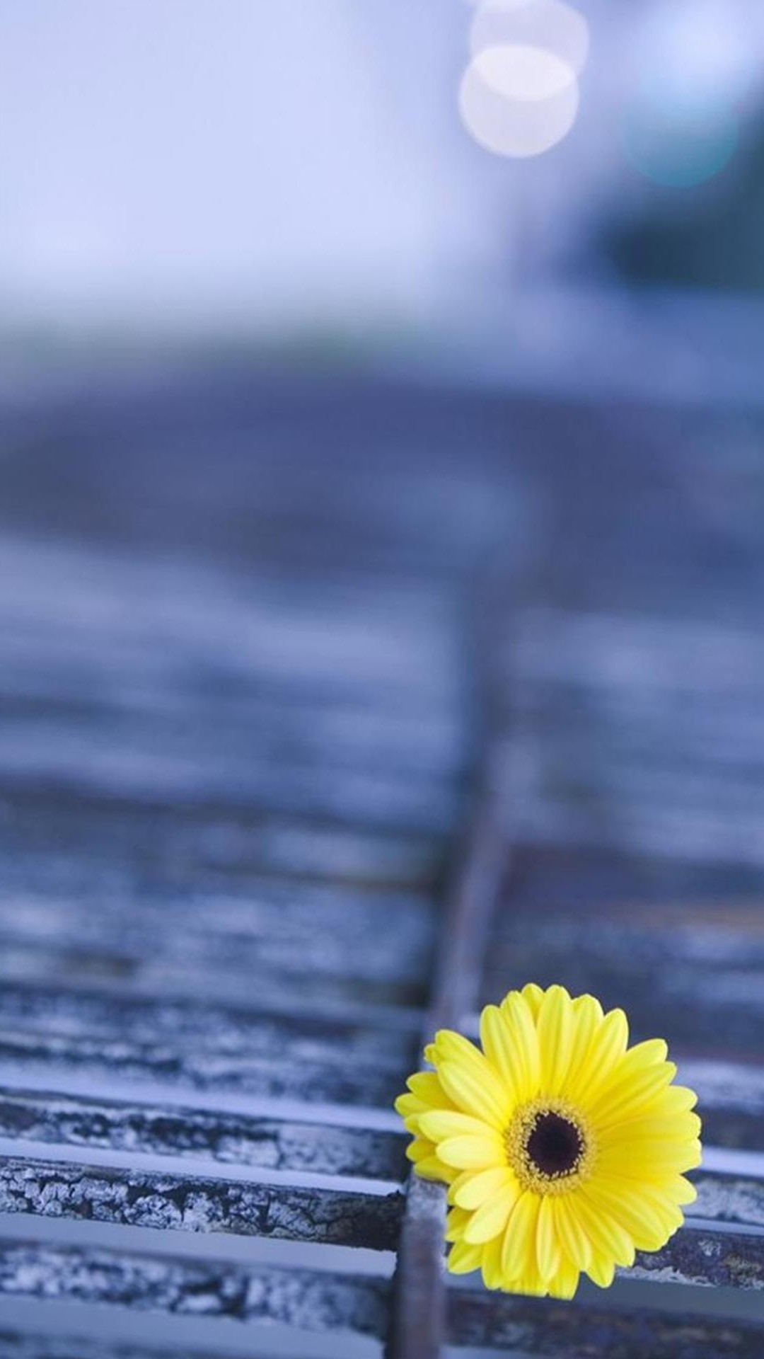 모바일 무료 다운로드를위한 hd 꽃 벽지,자연,노랑,꽃,꽃잎,하늘