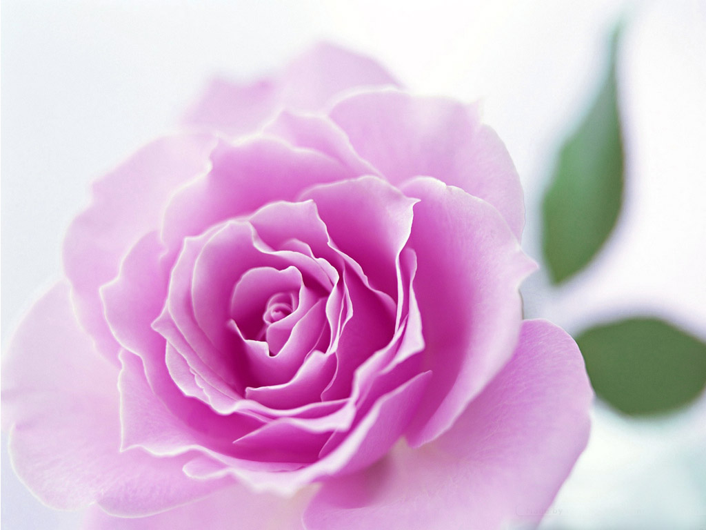 hd flor fondos de pantalla para móviles descarga gratuita,flor,planta floreciendo,pétalo,rosado,rosas de jardín
