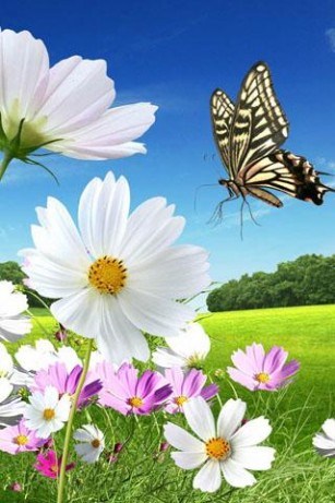 hd flower wallpaper for mobile free download,flowering plant,flower,butterfly,petal,plant