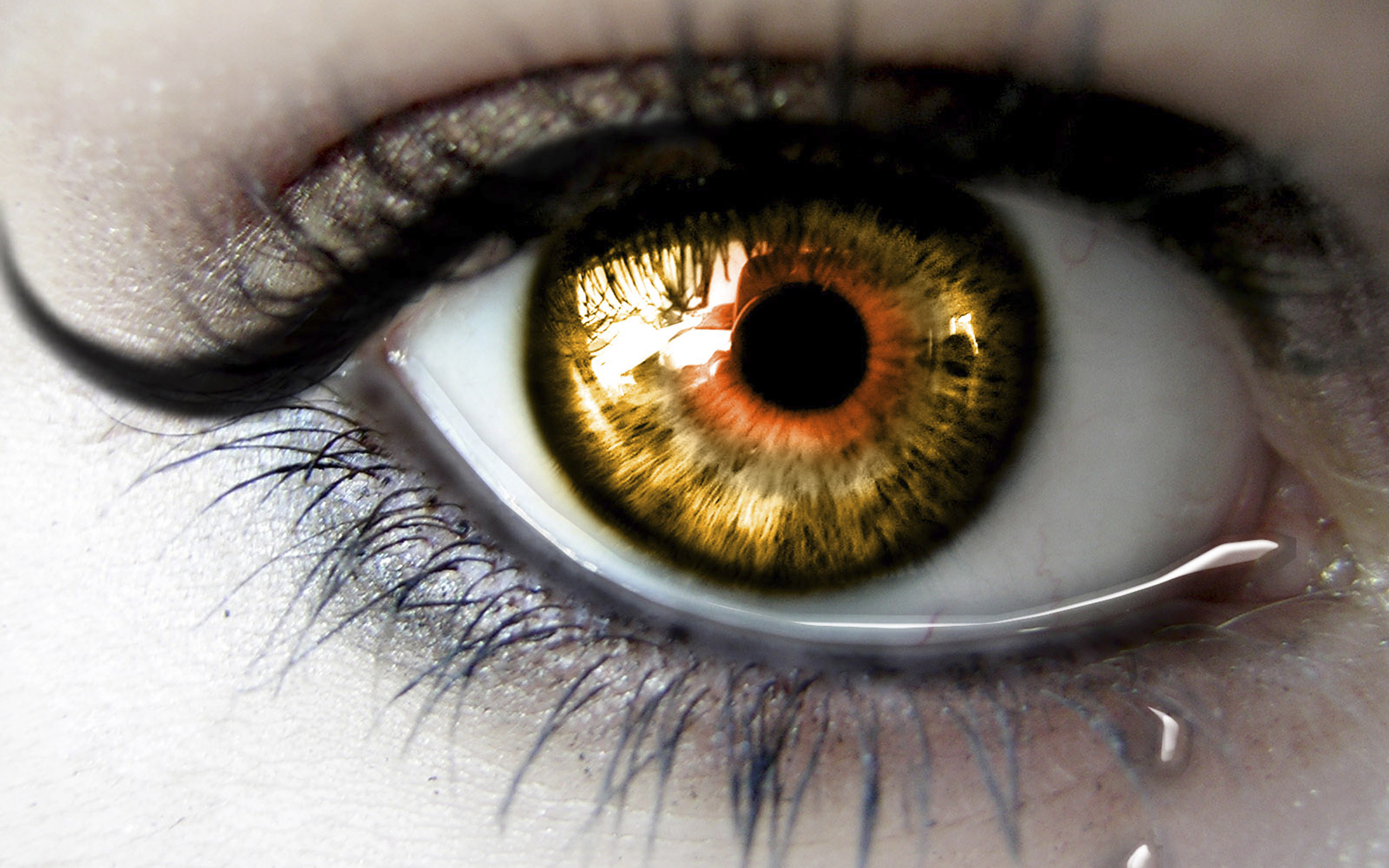 eyes wallpaper download,eye,iris,eyelash,close up,organ