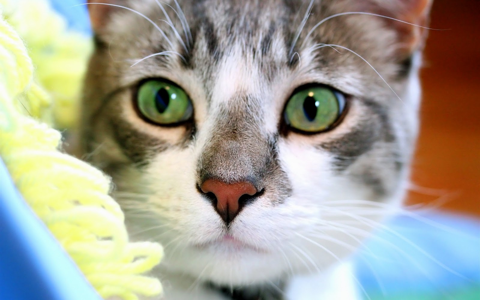 foto di gatti per carta da parati,gatto,barba,gatti di piccola e media taglia,felidae,grugno