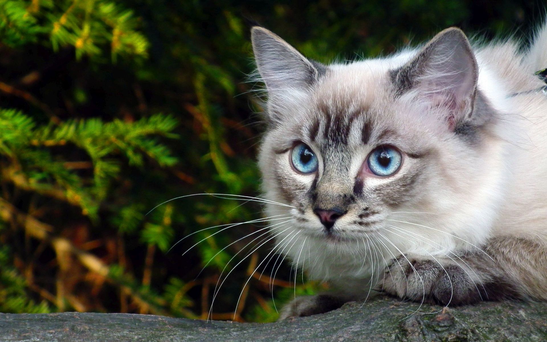 벽지 고양이 사진,고양이,중소형 고양이,구레나룻,felidae,잔디