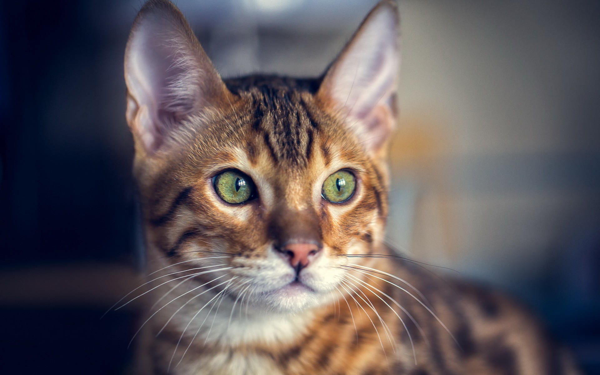 photos de chat pour fond d'écran,chat,chats de petite à moyenne taille,moustaches,félidés,chat tigré