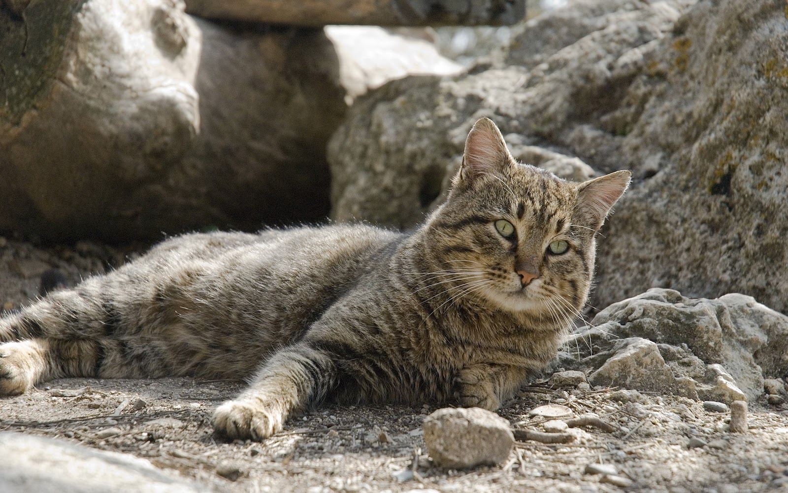 foto di gatti per carta da parati,gatto,gatti di piccola e media taglia,felidae,gatto selvatico,pelo corto europeo