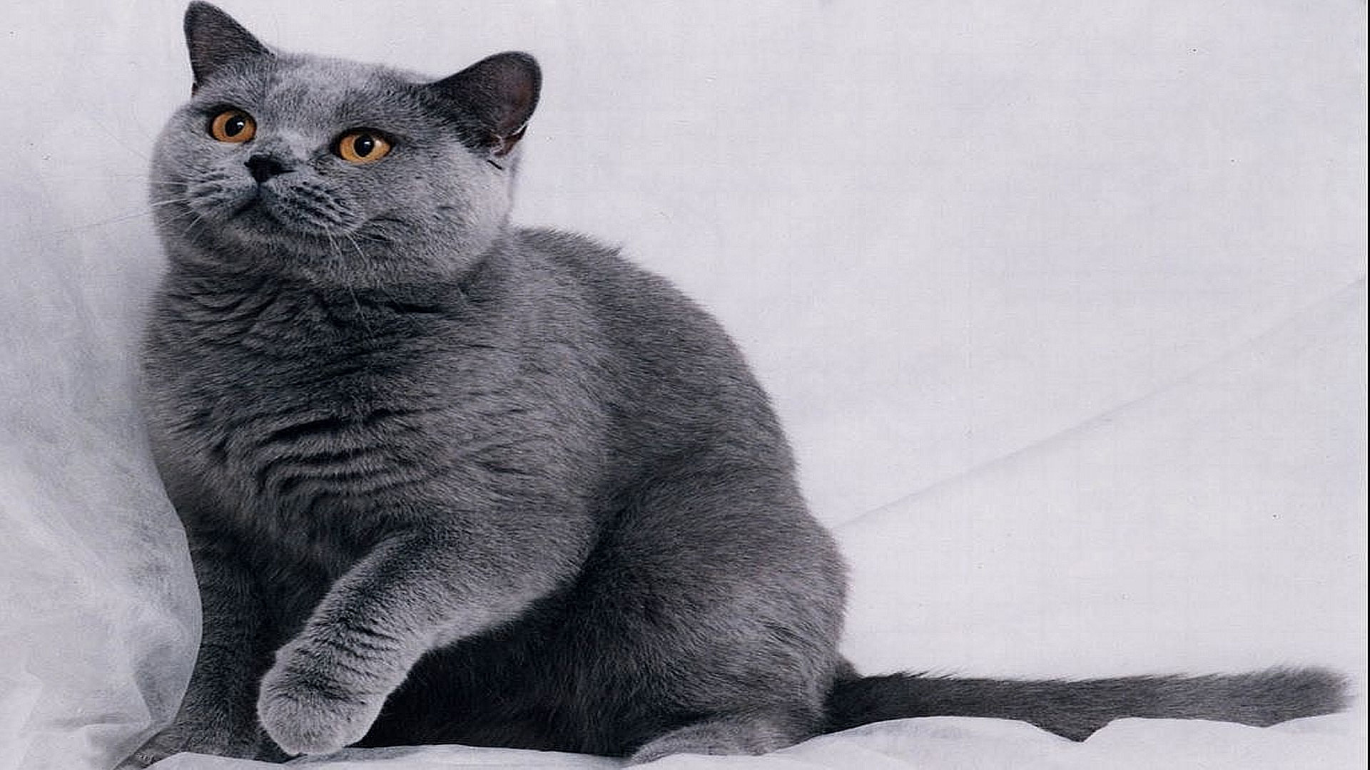 foto di gatti per carta da parati,gatto,gatti di piccola e media taglia,pelo corto britannico,felidae,blu russo
