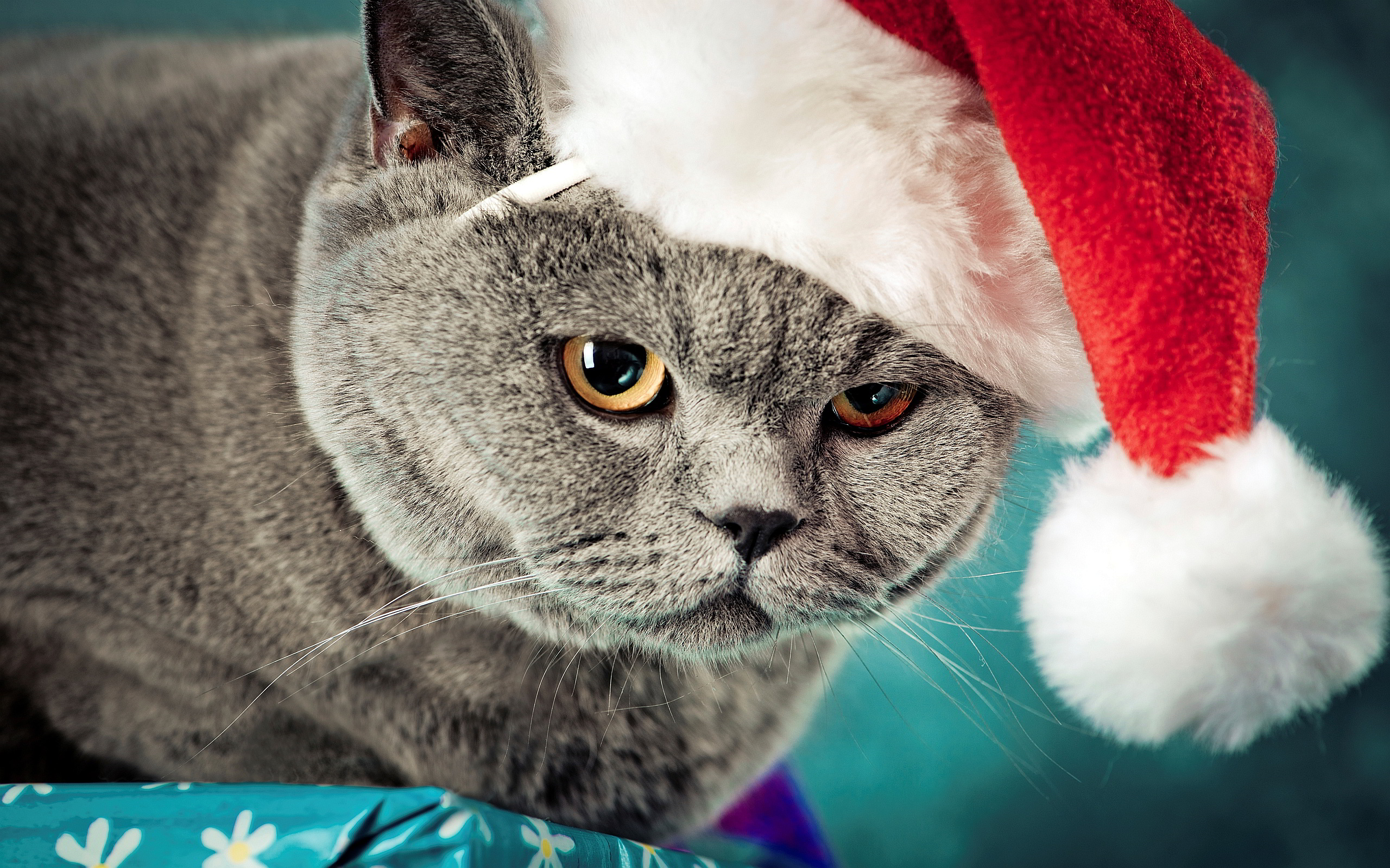 foto di gatti per carta da parati,gatto,gatti di piccola e media taglia,felidae,barba,pelo corto britannico