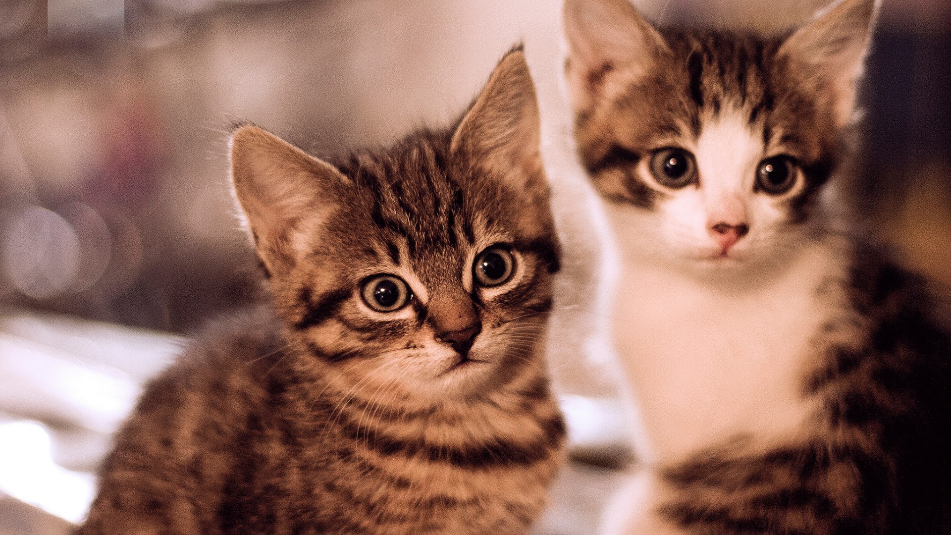 벽지 고양이 사진,고양이,중소형 고양이,felidae,구레나룻,유럽 ​​쇼트 헤어