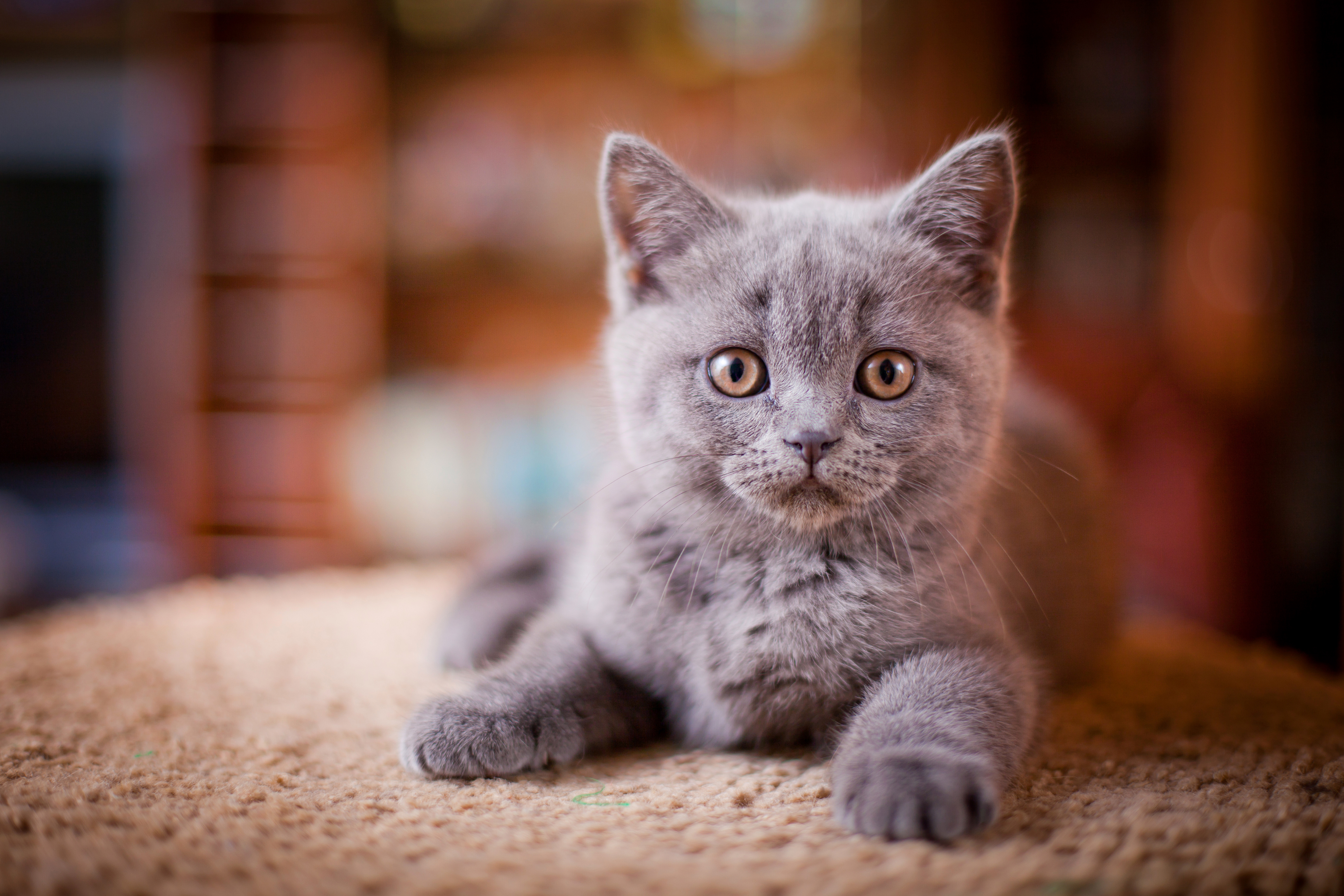 foto di gatti per carta da parati,gatto,gatti di piccola e media taglia,felidae,barba,pelo corto britannico