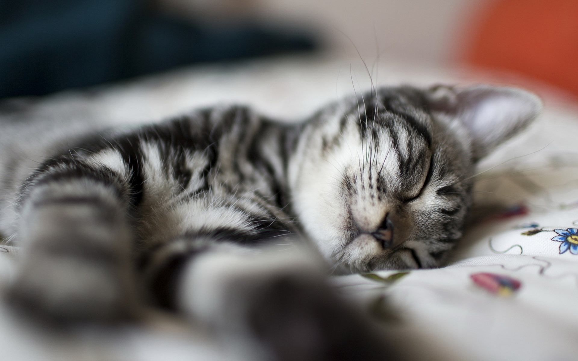 fotos de gatos para fondo de pantalla,gato,gatos pequeños a medianos,felidae,bigotes,pelo corto americano