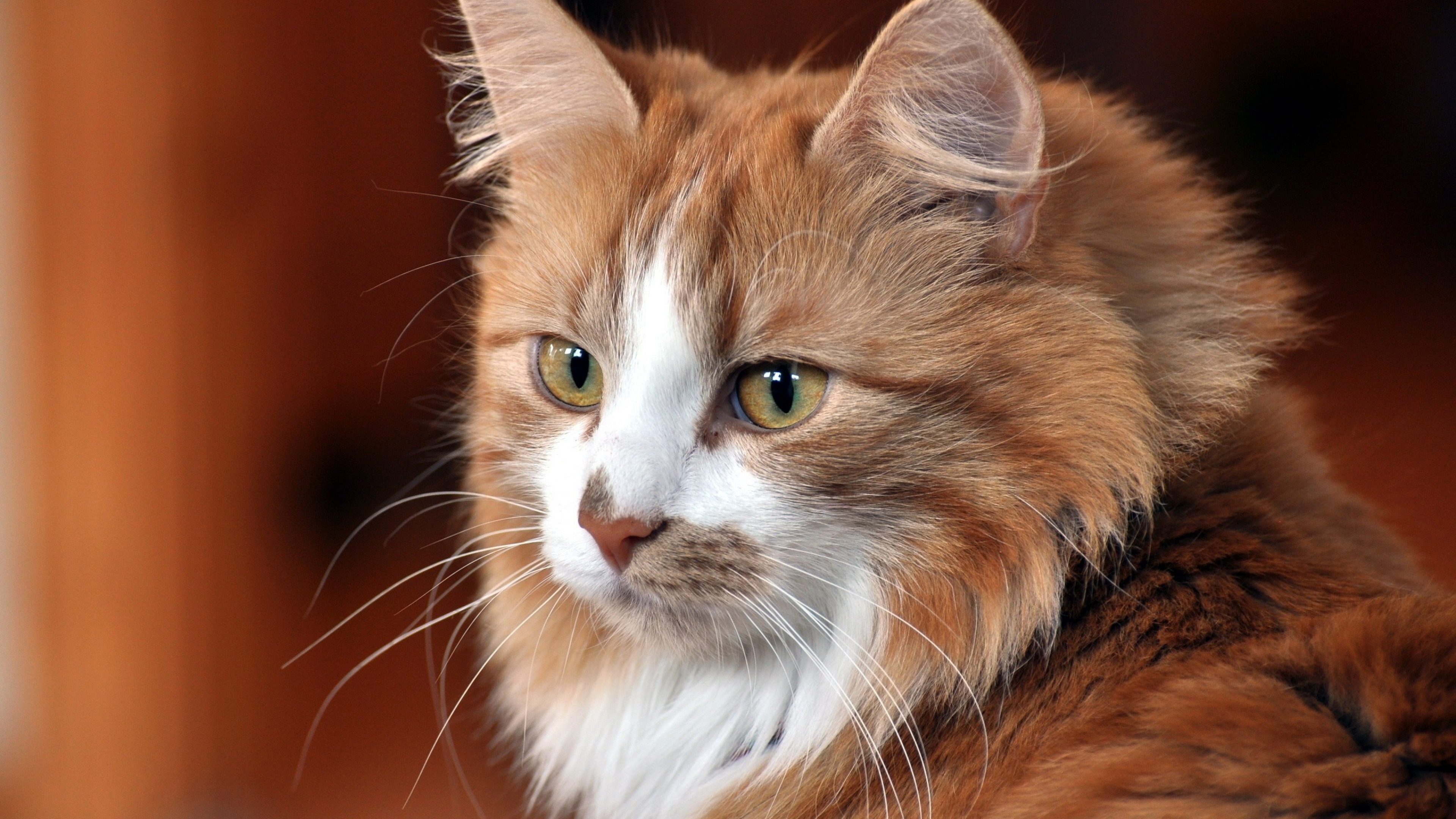 foto di gatti per carta da parati,gatto,gatti di piccola e media taglia,barba,felidae,gatto delle foreste norvegesi