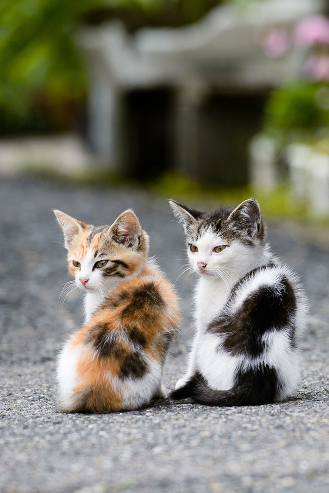 foto di gatti per carta da parati,gatto,gatti di piccola e media taglia,felidae,gattino,barba