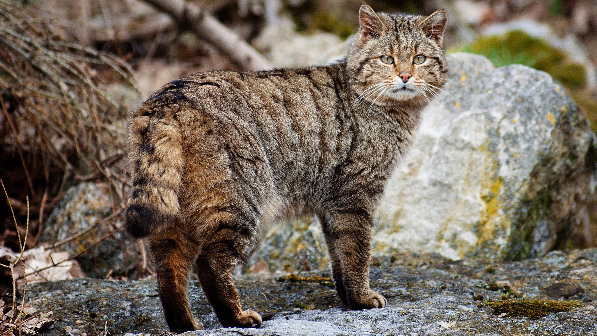 foto di gatti per carta da parati,gatto,gatti di piccola e media taglia,felidae,barba,gatto selvatico