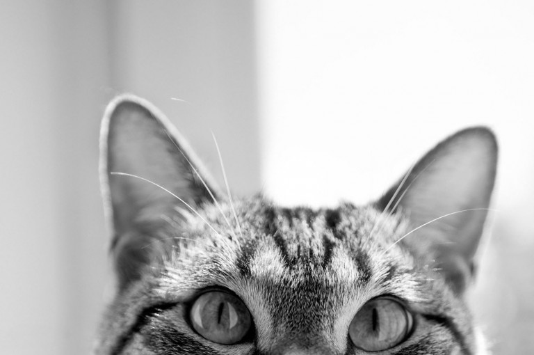 cat pictures for wallpaper,cat,small to medium sized cats,whiskers,felidae,tabby cat