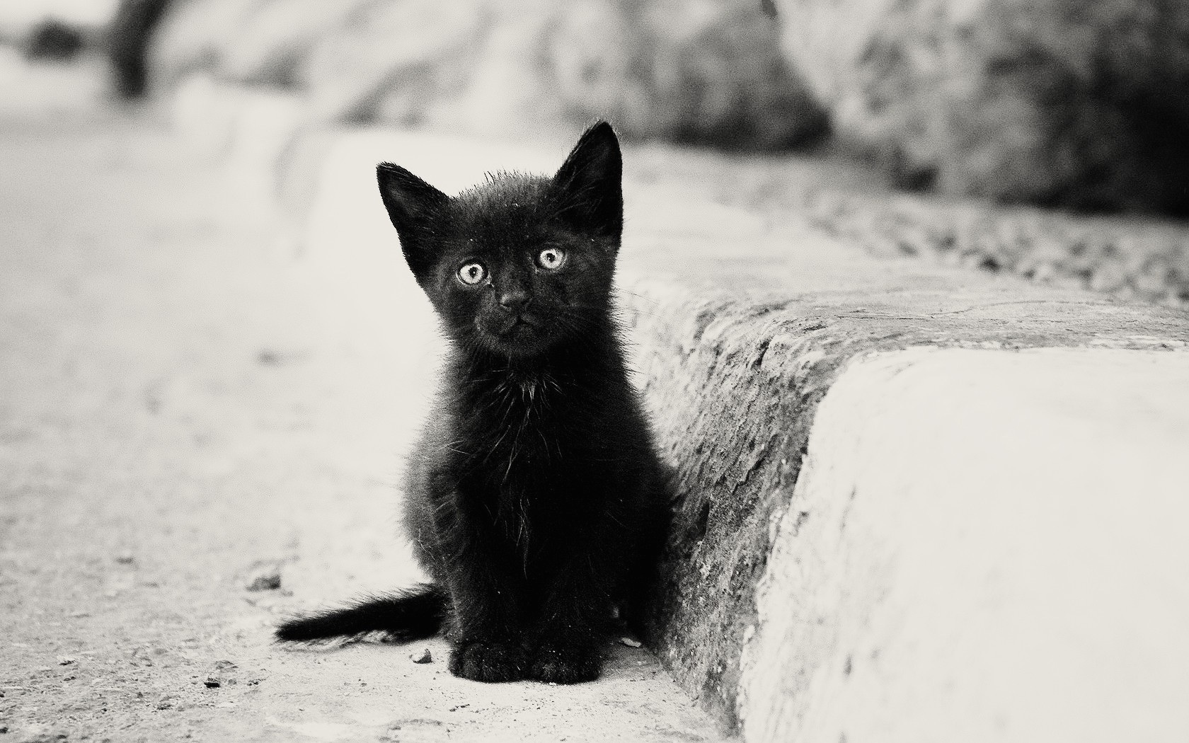 fotos de gatos para fondo de pantalla,gato,gato negro,negro,gatos pequeños a medianos,en blanco y negro