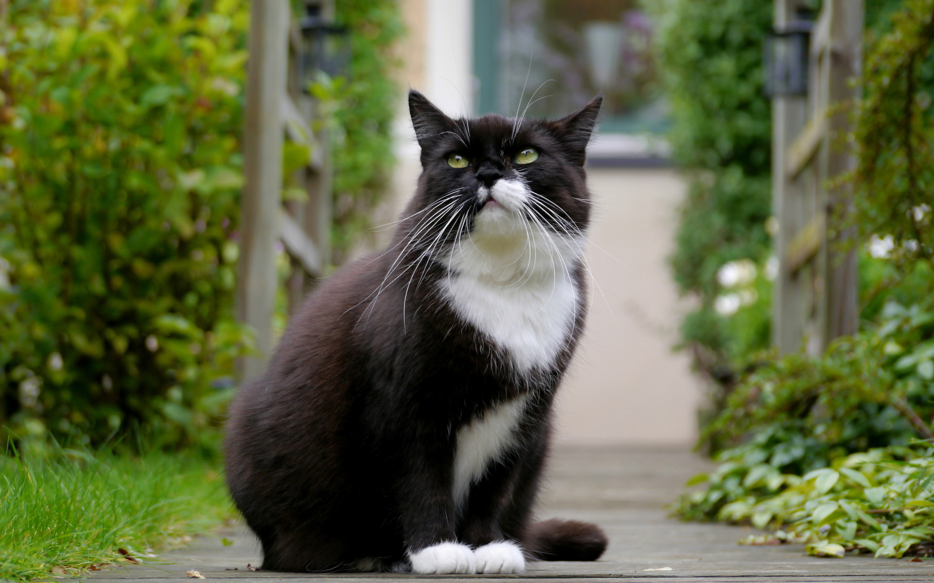 fotos de gatos para fondo de pantalla,gato,gatos pequeños a medianos,bigotes,felidae,gato doméstico de pelo corto