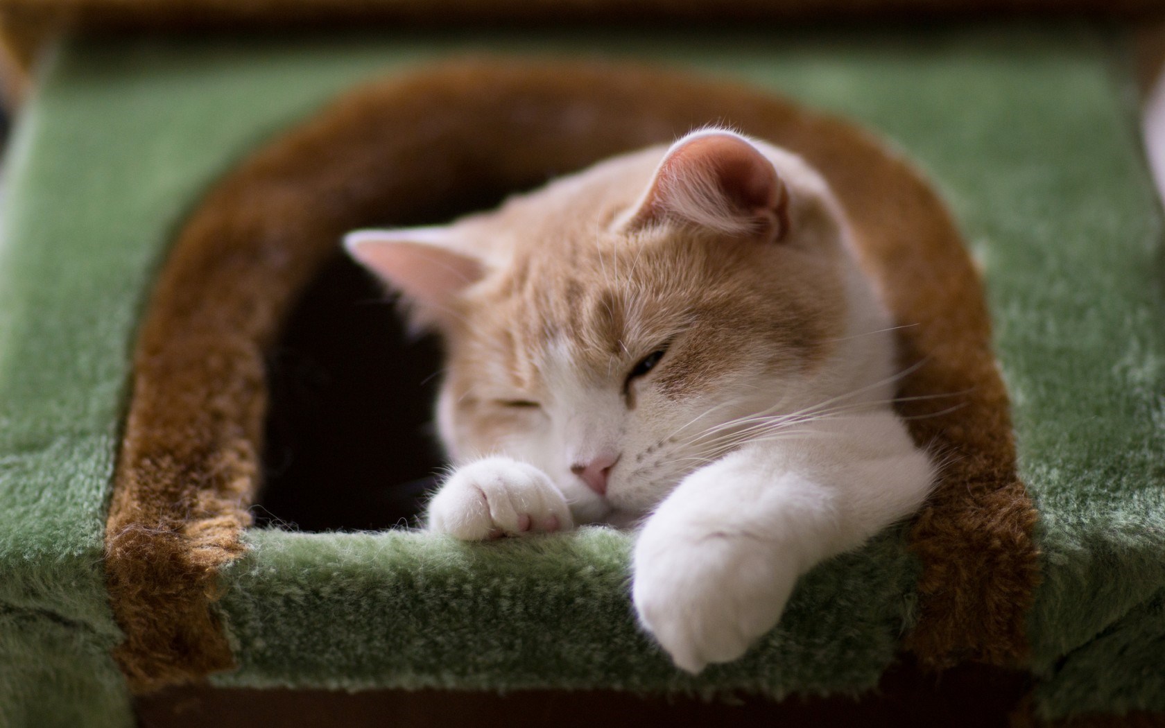 foto di gatti per carta da parati,gatto,gatti di piccola e media taglia,felidae,barba,gatto domestico a pelo corto