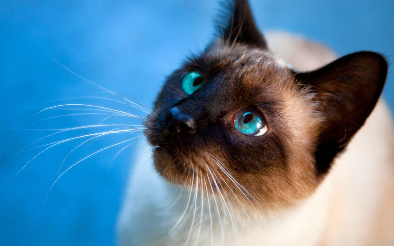 cat pictures for wallpaper,cat,vertebrate,siamese,mammal,whiskers