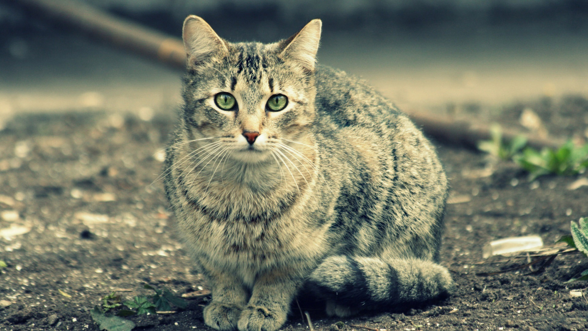 foto di gatti per carta da parati,gatto,barba,felidae,gatti di piccola e media taglia,gatto selvatico