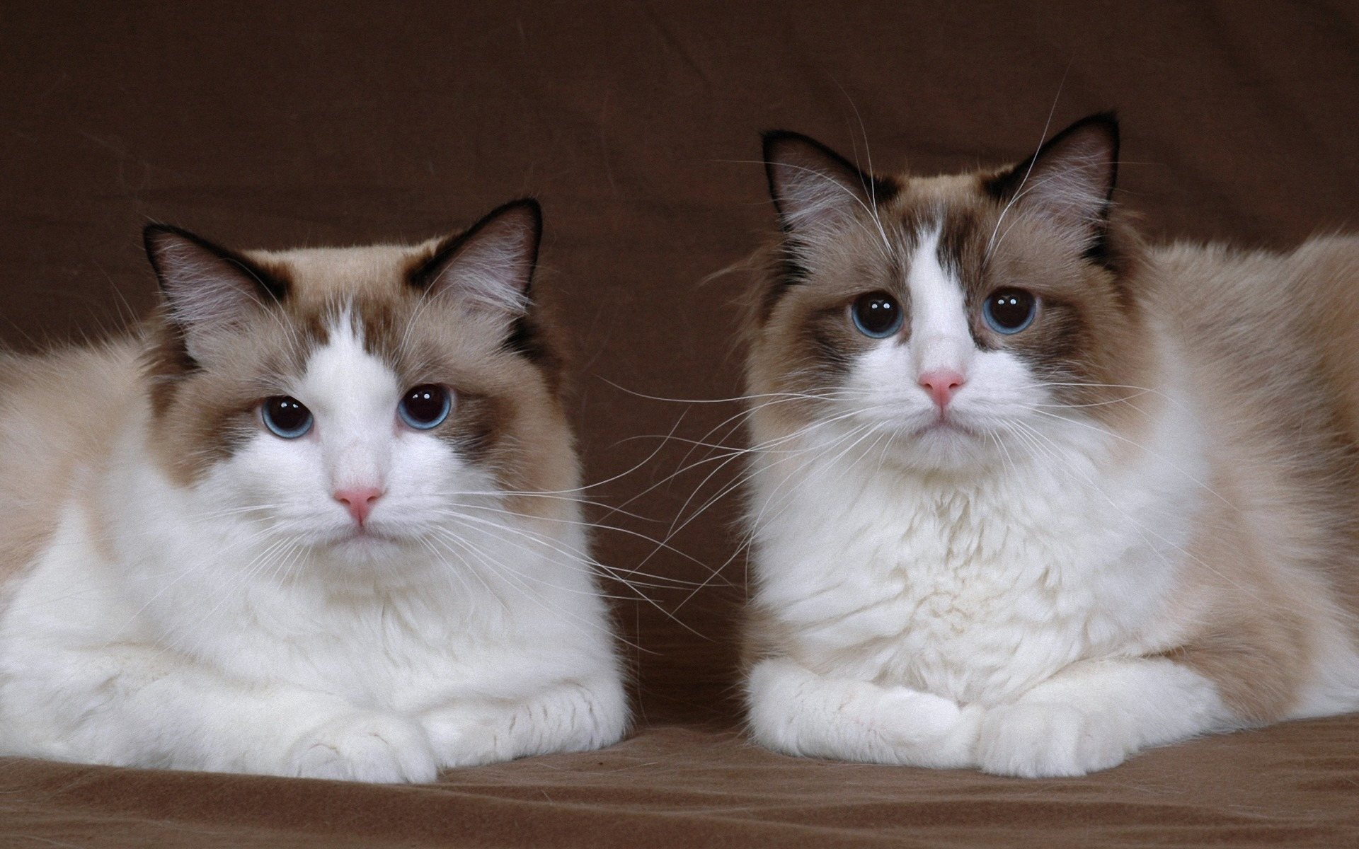 fotos de gatos para fondo de pantalla,gato,gatos pequeños a medianos,felidae,bigotes,gato del bosque noruego