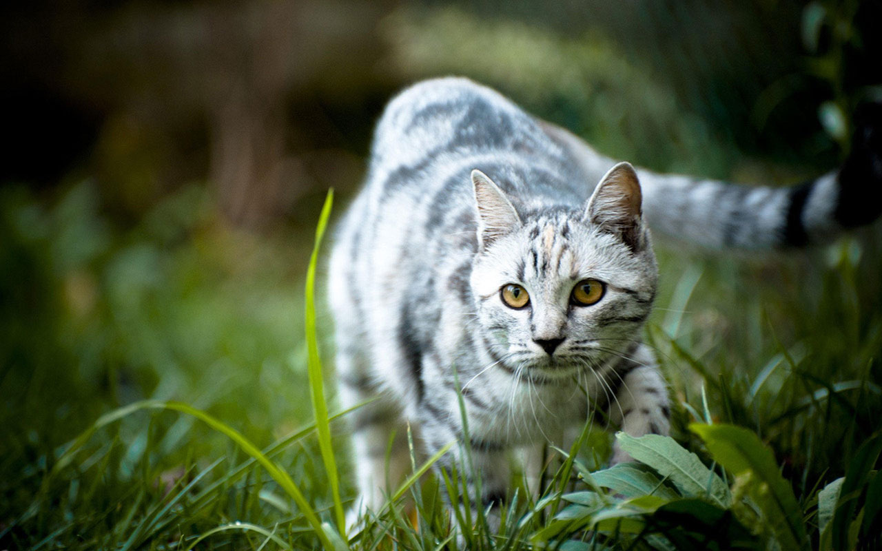 katzenbilder für tapeten,katze,kleine bis mittelgroße katzen,felidae,schnurrhaare,gras