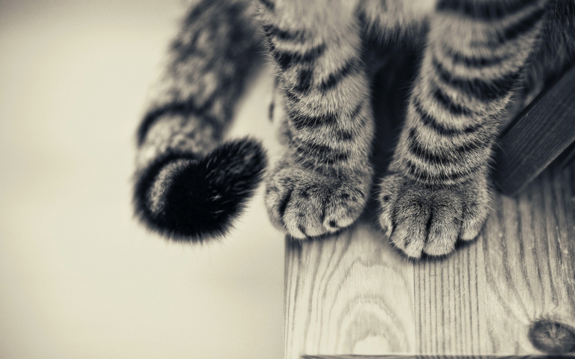 foto di gatti per carta da parati,gatto,nero,zampa,pelliccia,felidae