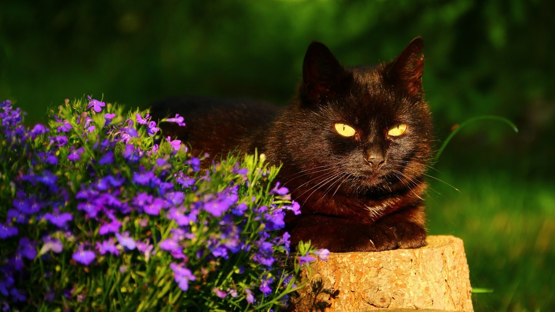 壁紙の猫の写真,ネコ,中型から中型の猫,ネコ科,自然,紫の