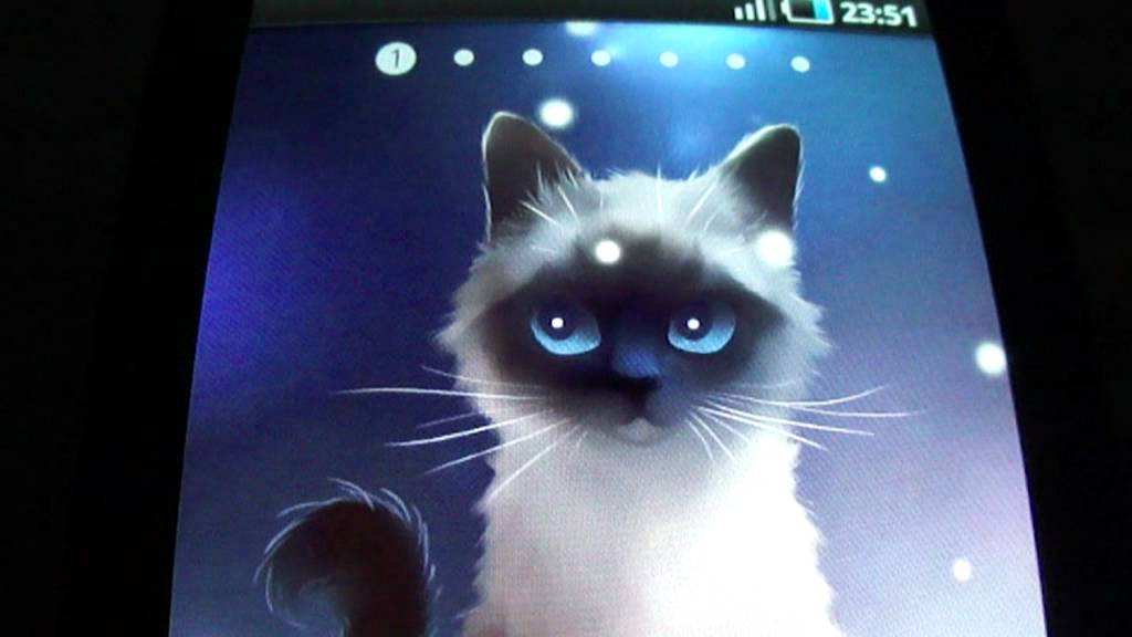 cat pictures for wallpaper,cat,small to medium sized cats,felidae,whiskers,birman