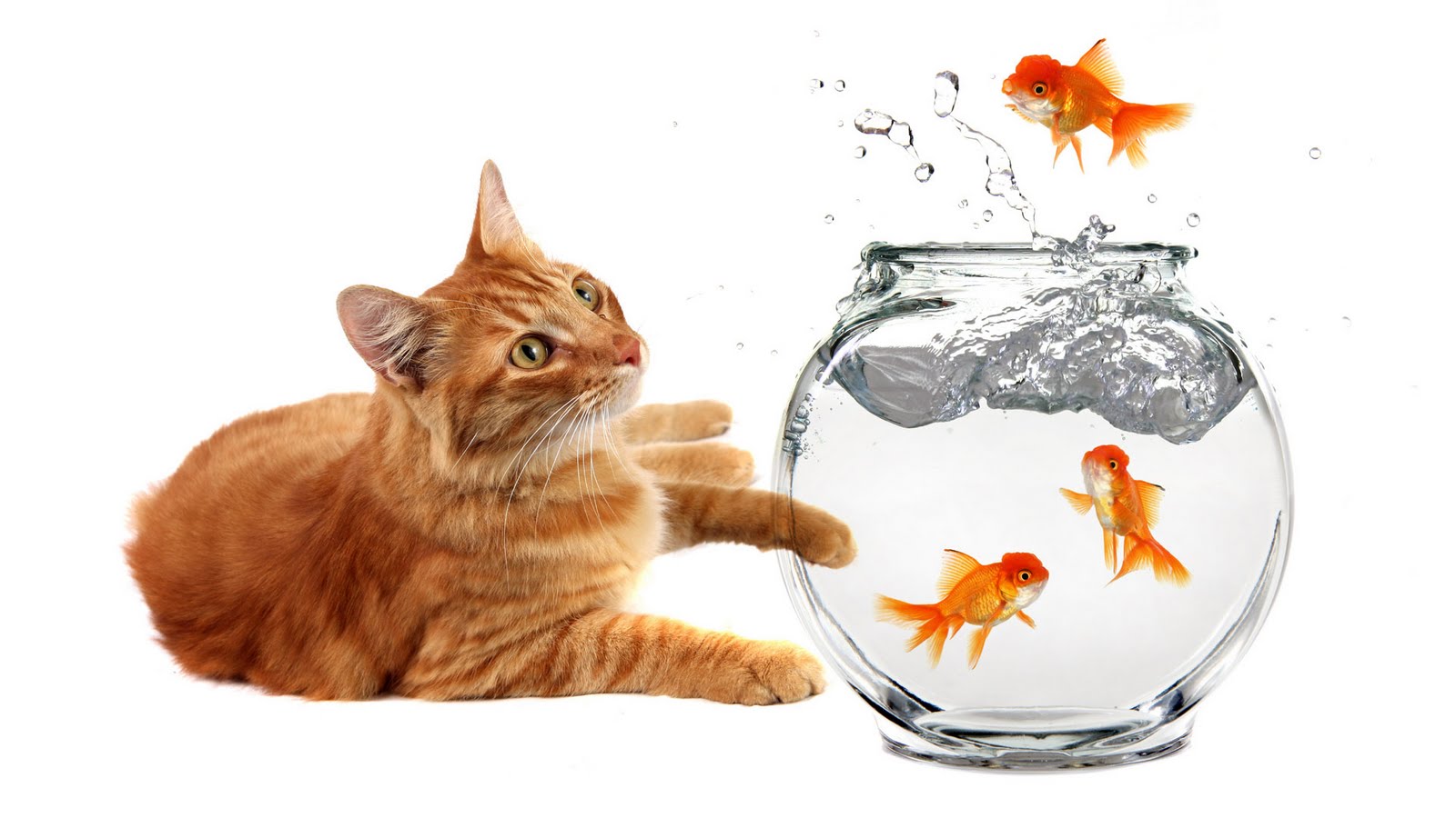 fotos de gatos para fondo de pantalla,pez de colores,gato,felidae,gatos pequeños a medianos,pez