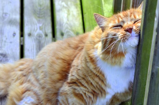 foto di gatti per carta da parati,gatto,gatti di piccola e media taglia,barba,felidae,gatto soriano