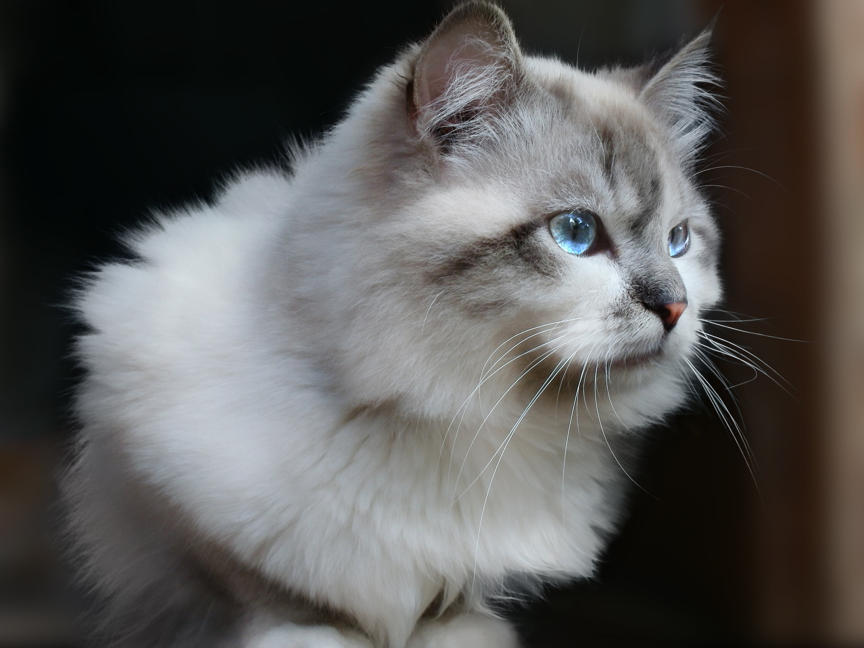 foto di gatti per carta da parati,gatto,gatti di piccola e media taglia,barba,felidae,pelo lungo semi asiatico