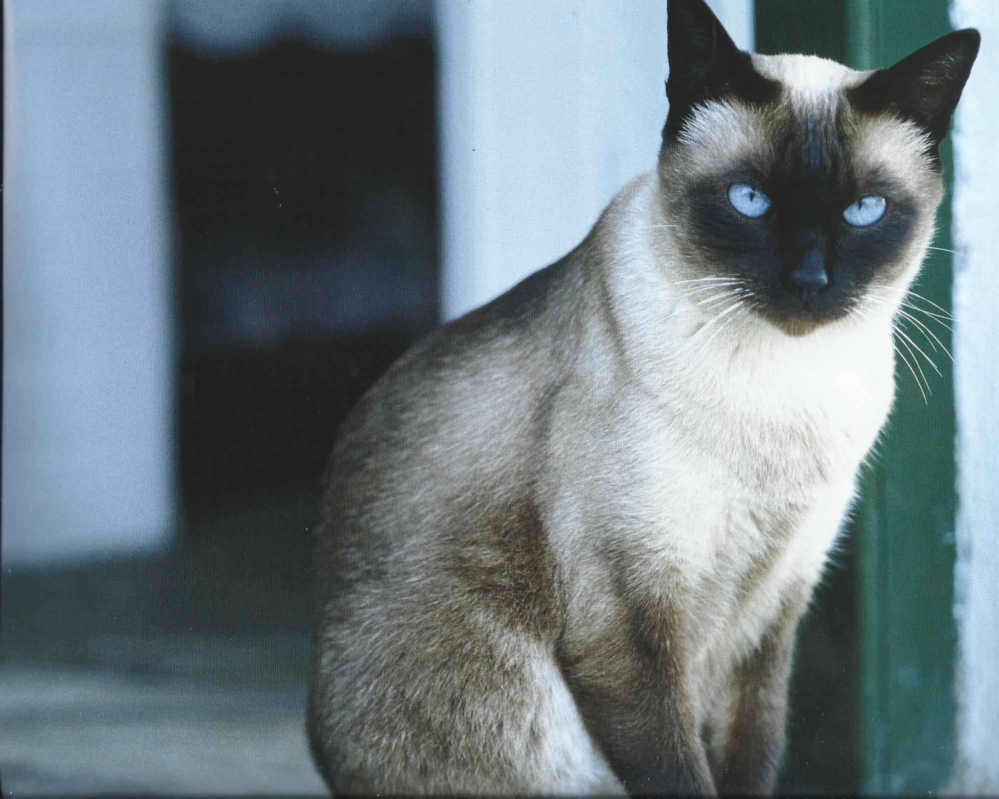 foto di gatti per carta da parati,gatto,siamese,gatti di piccola e media taglia,felidae,barba
