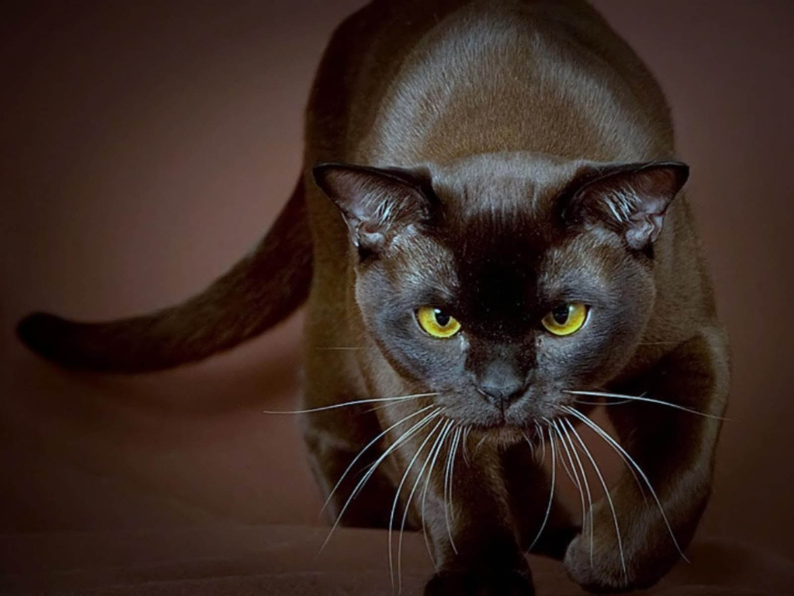 photos de chat pour fond d'écran,chat,chats de petite à moyenne taille,moustaches,félidés,birman