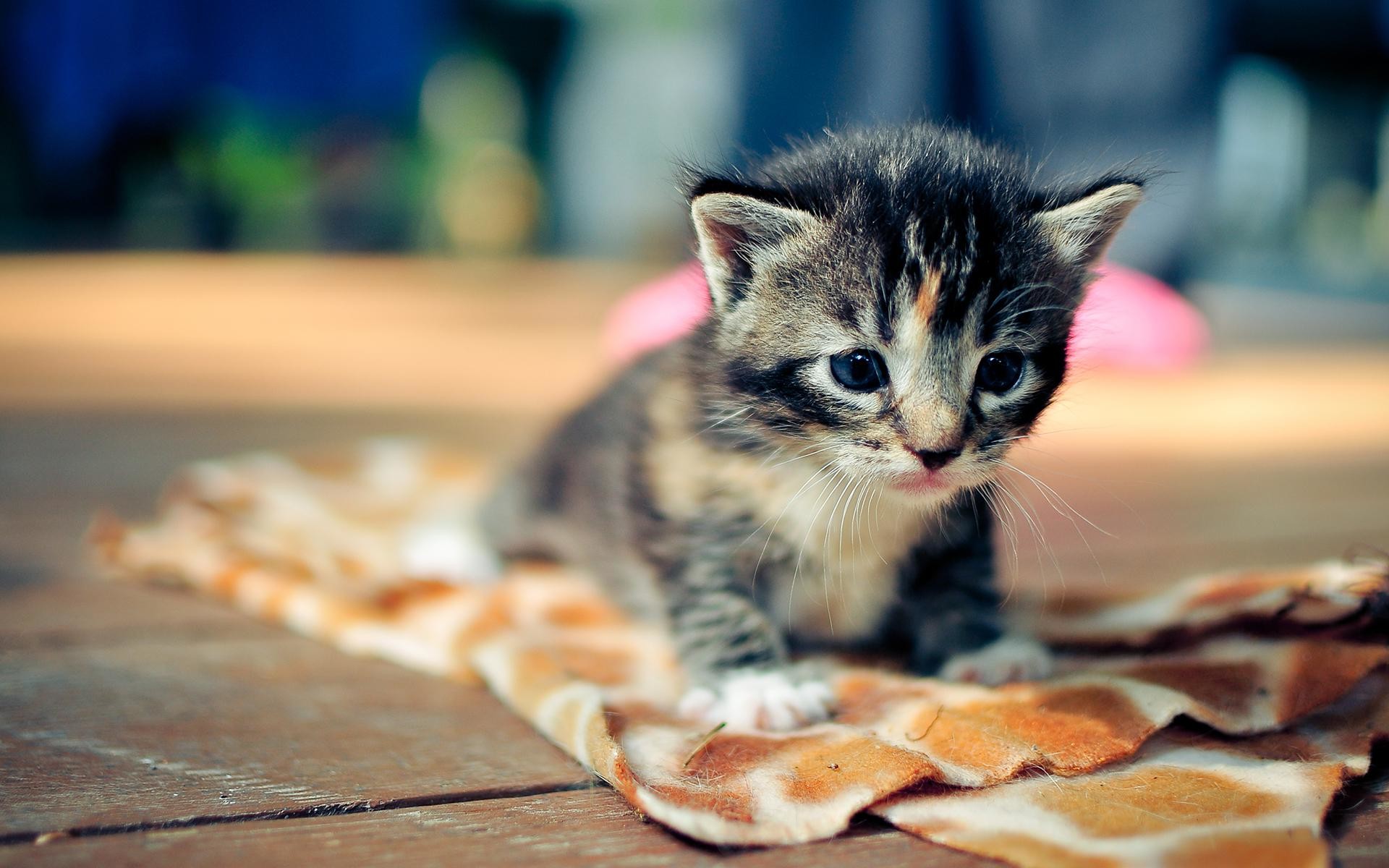 foto di gatti per carta da parati,gatto,gatti di piccola e media taglia,felidae,barba,gattino