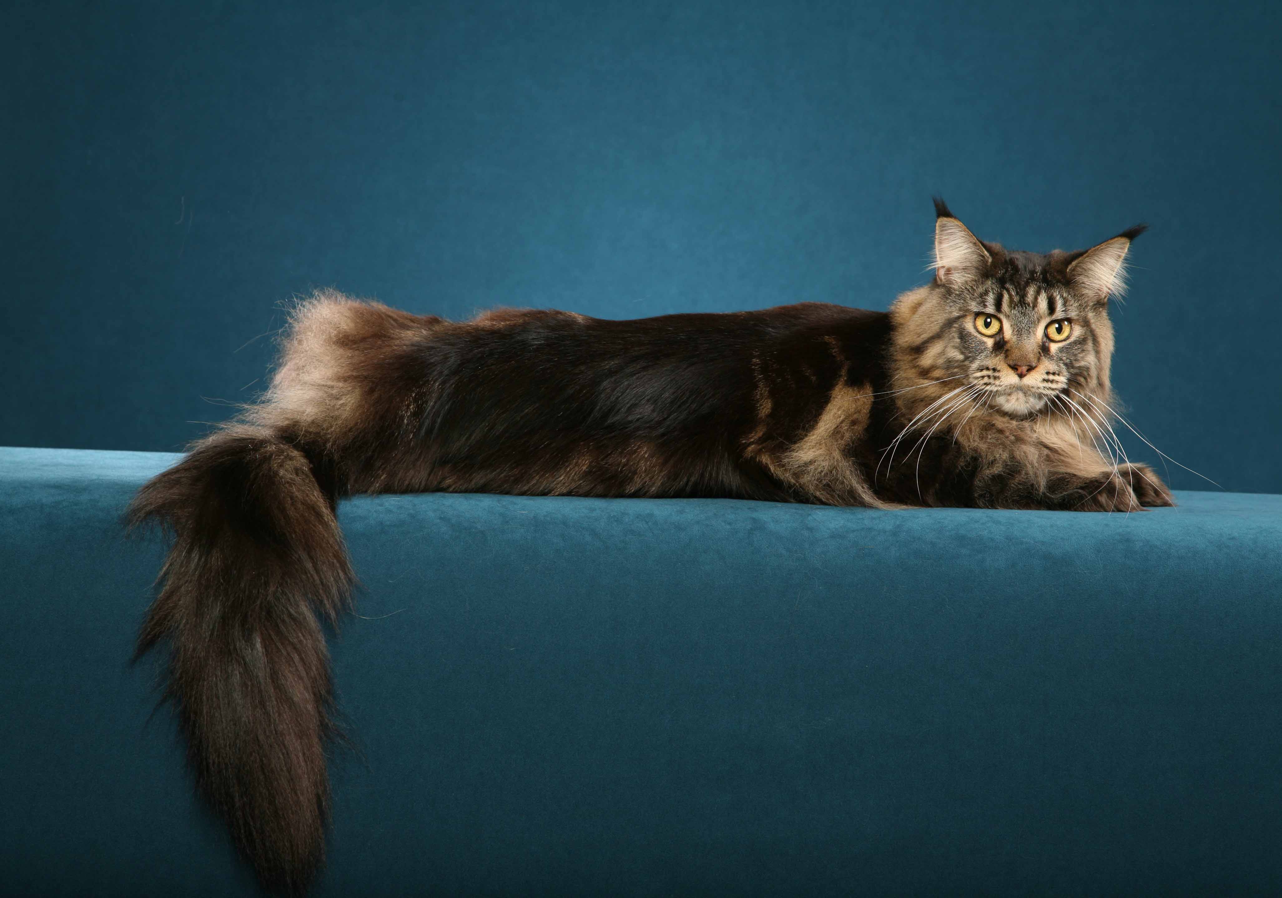cat pictures for wallpaper,cat,small to medium sized cats,mammal,felidae,maine coon