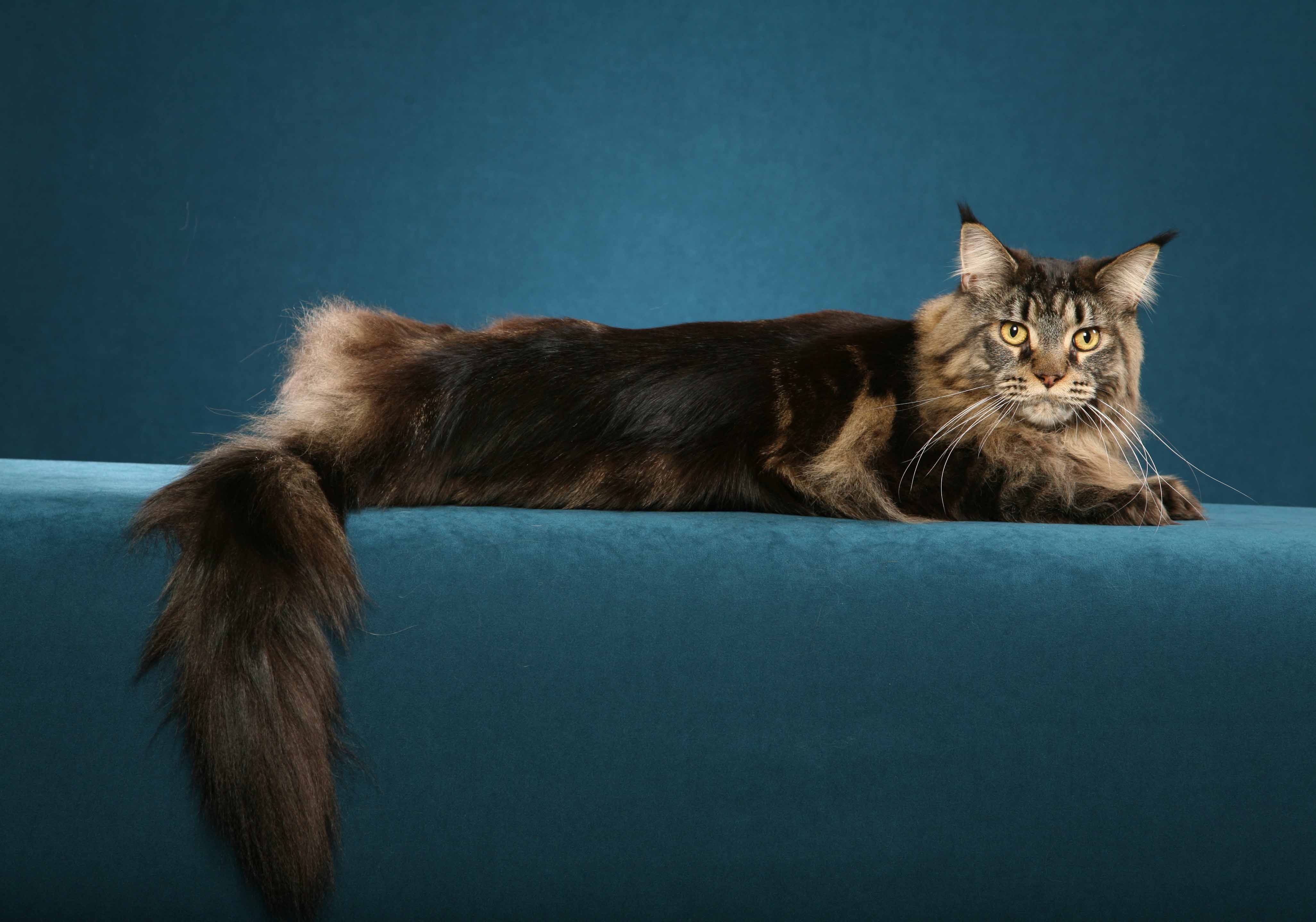 fotos de gatos para fondo de pantalla,gato,gatos pequeños a medianos,felidae,maine coon,bigotes