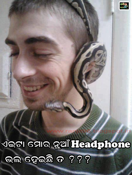 fond d'écran odia joke,front,oreille,famille python,légende photo,serpent