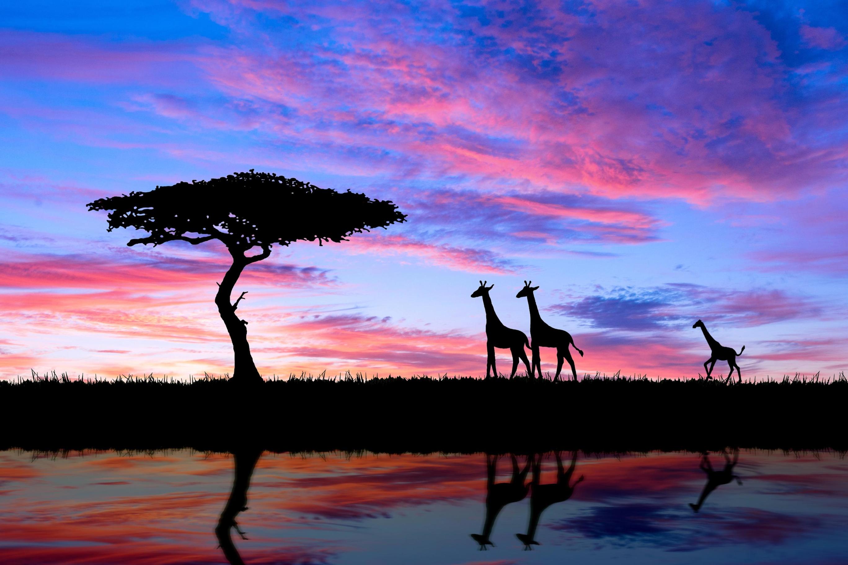 2736x1824 wallpaper,sky,nature,wildlife,reflection,giraffe