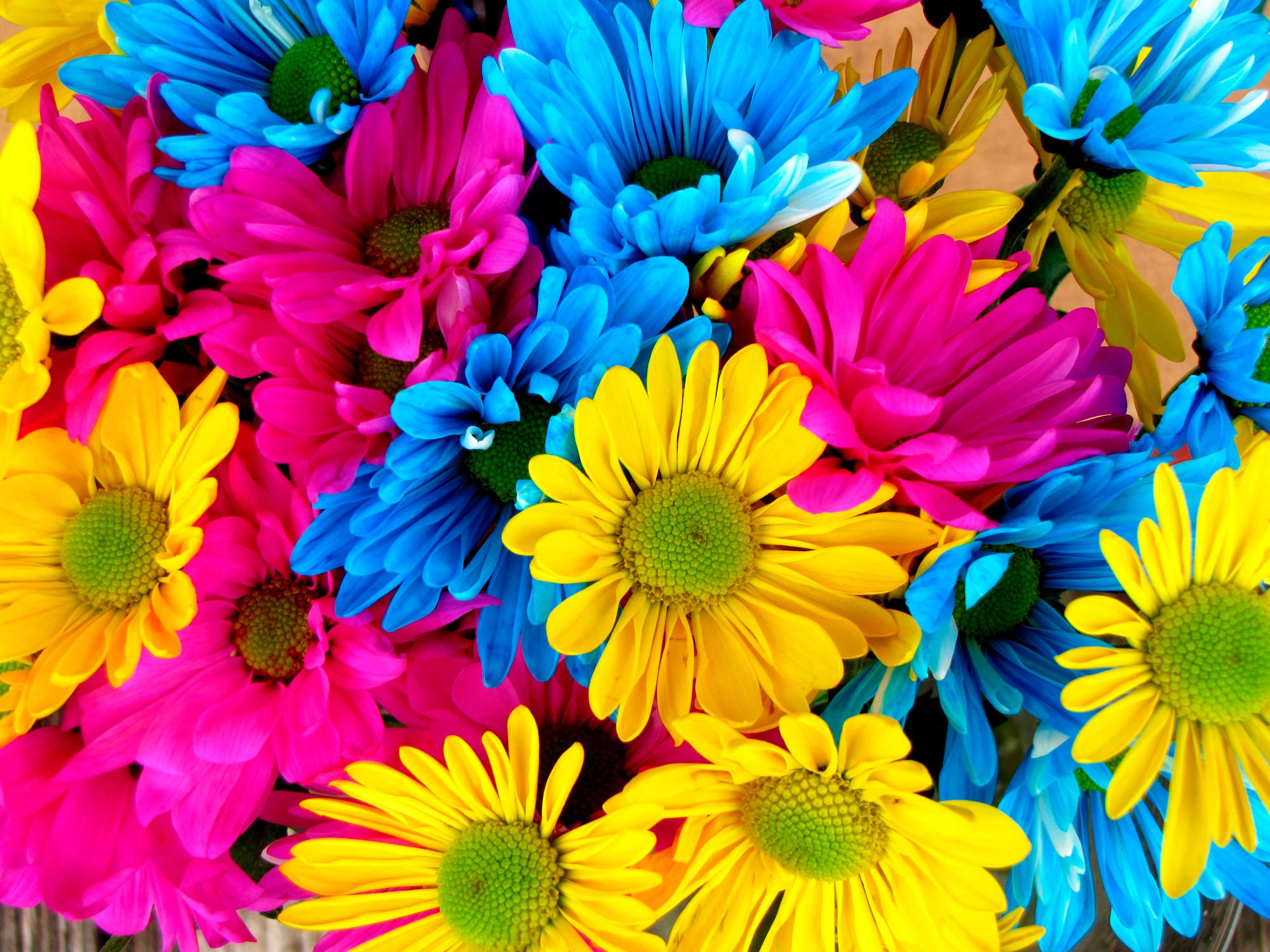 fondo de pantalla de colores,flor,pétalo,cortar flores,amarillo,planta
