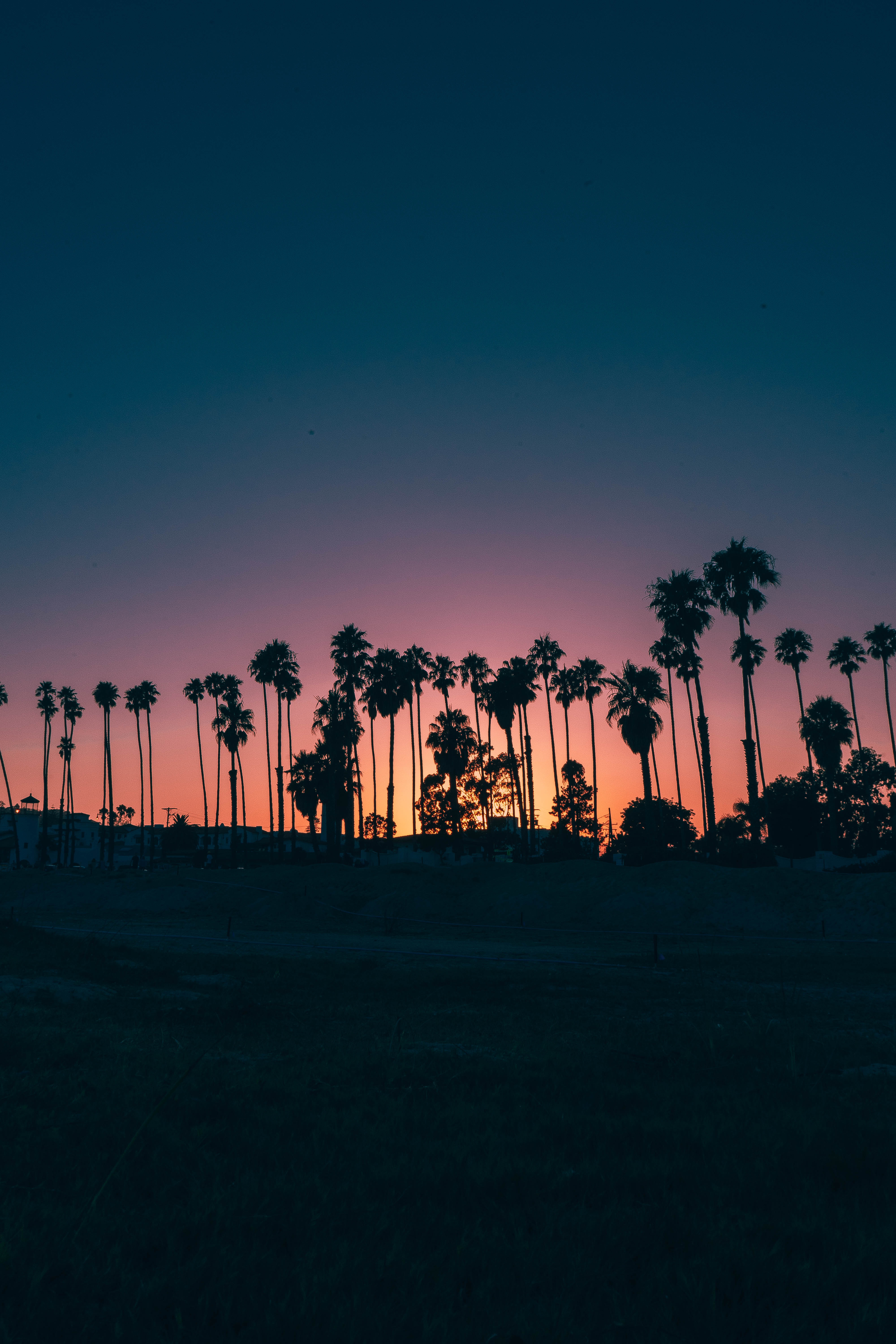 tapete siluet,himmel,baum,palme,horizont,dämmerung