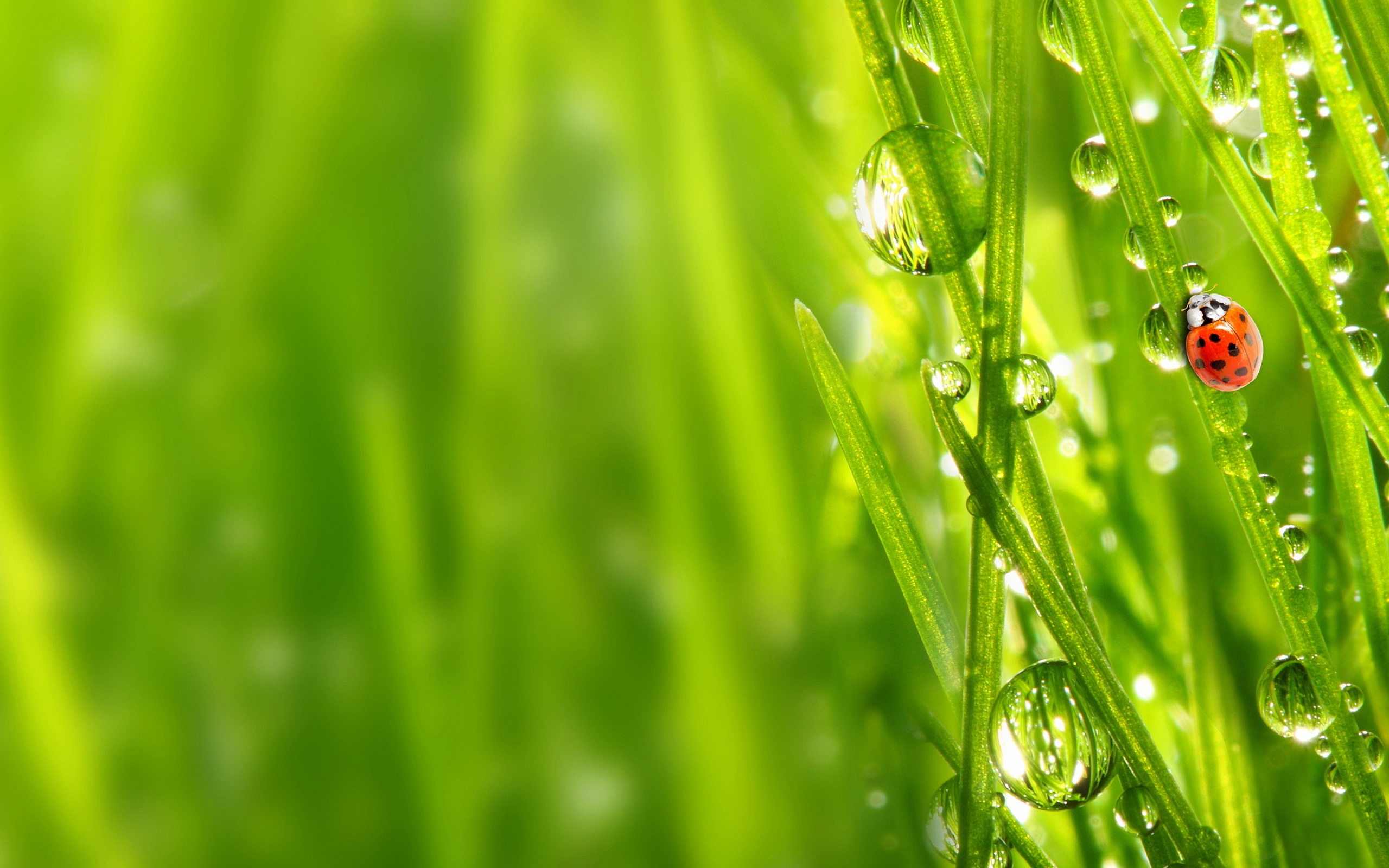 fondo de pantalla yeil,rocío,verde,humedad,agua,naturaleza