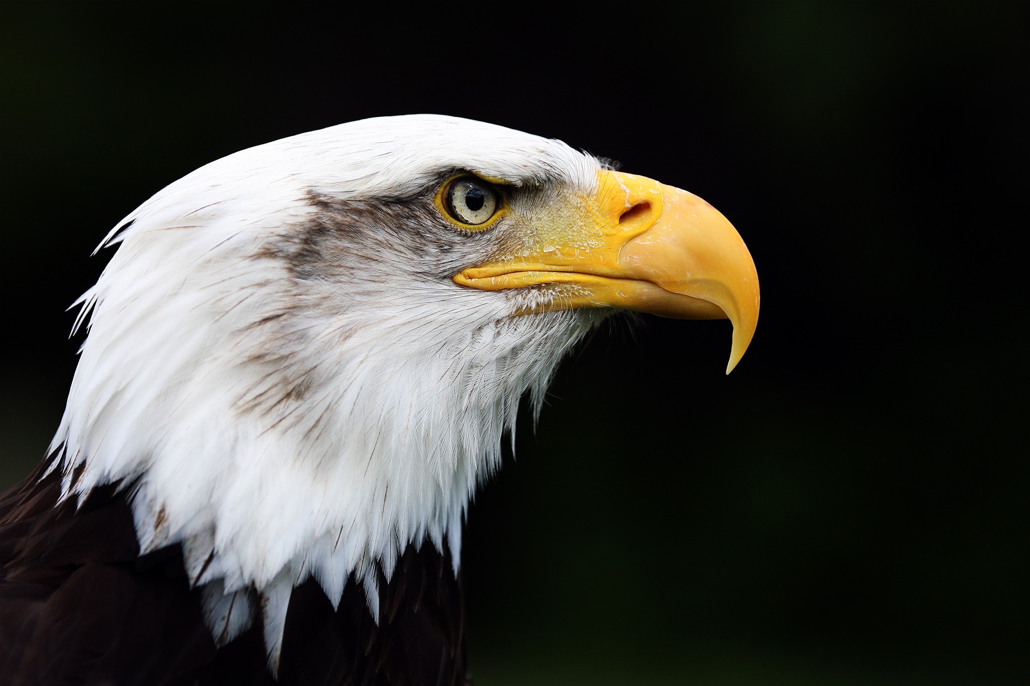 fondo de pantalla grafik,pájaro,águila calva,ave de rapiña,accipitriformes,águila