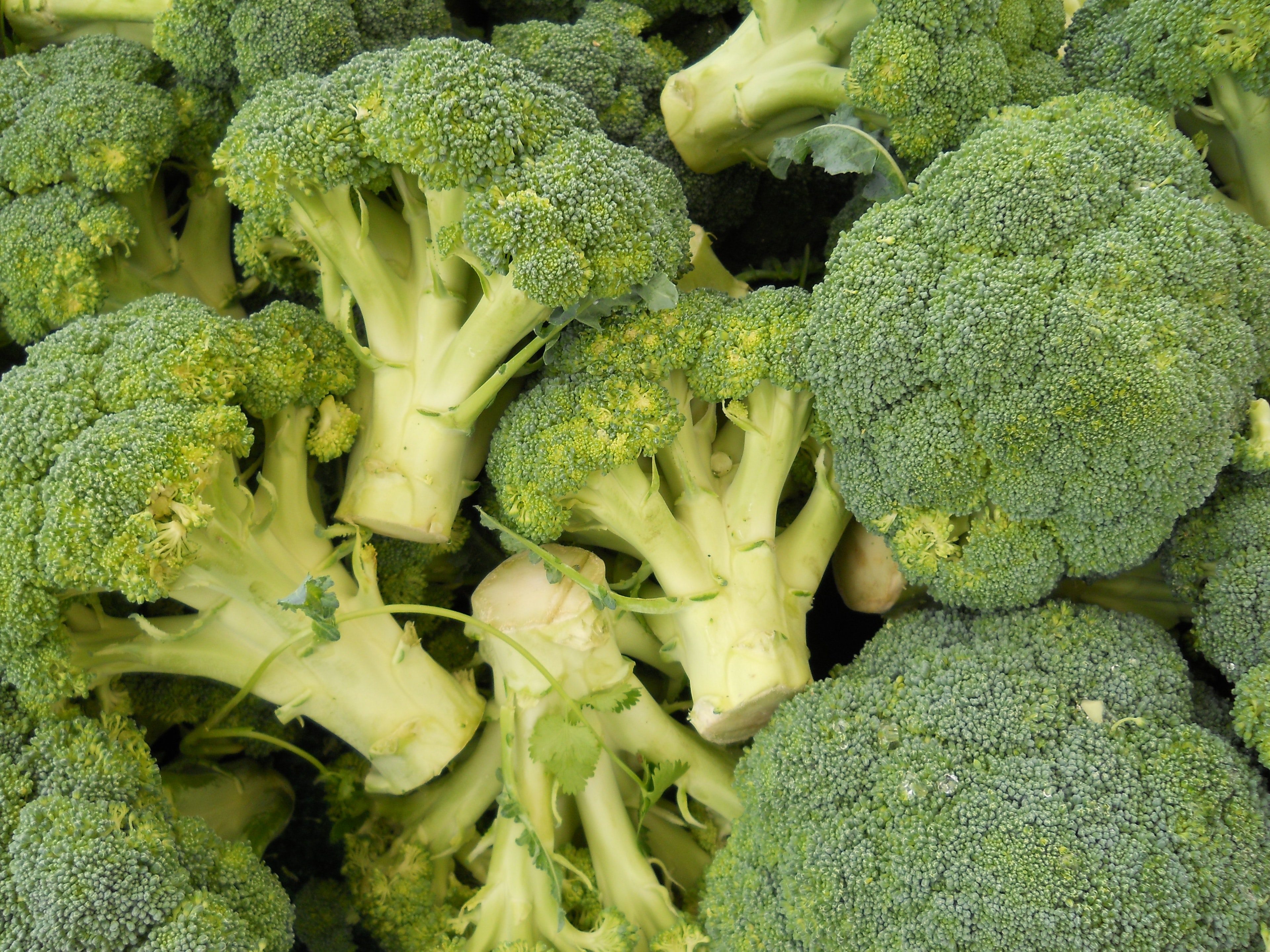 Bunch Of Broccoli 4k Wallpaper - Broccoli From The Grocery Store