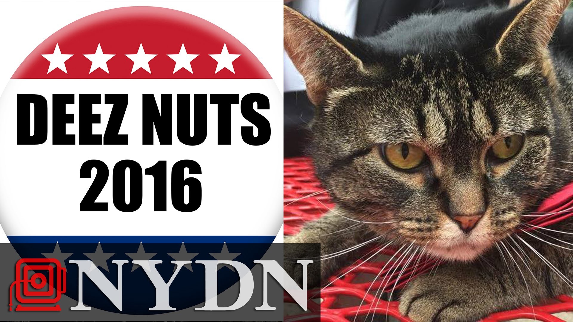deez nuts wallpaper,cat,felidae,small to medium sized cats,whiskers