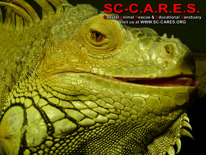 who cares wallpaper,reptile,iguana,iguania,lizard,green iguana