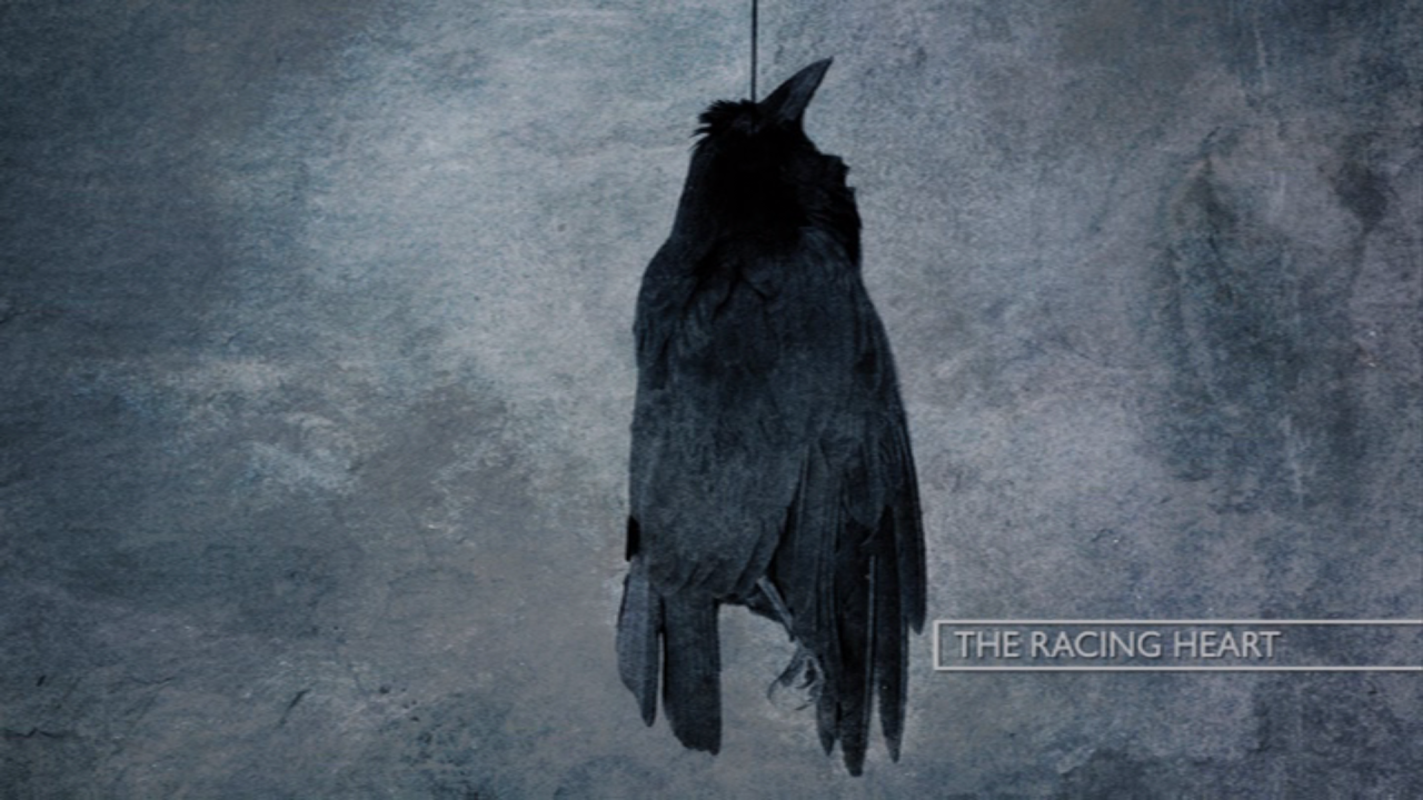 katatonia wallpaper,crow,raven,bird,crow like bird,raven