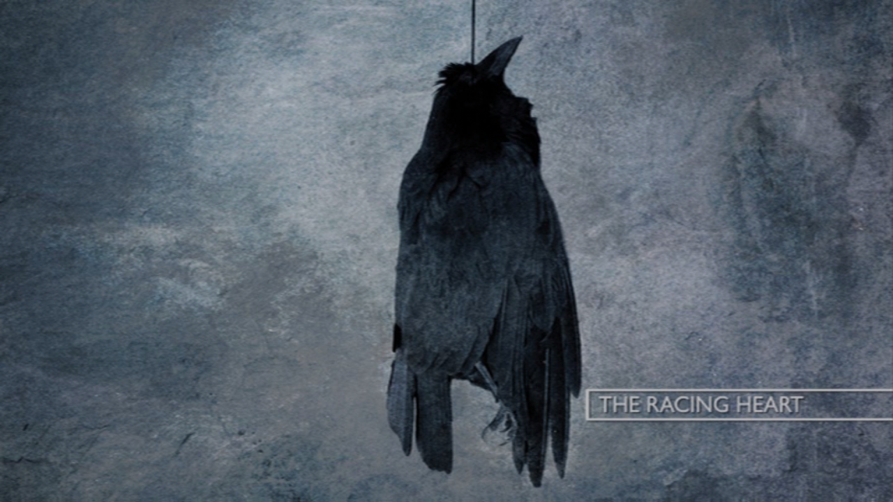 katatonia wallpaper,krähe,rabe,vogel,krähe wie vogel,rabe