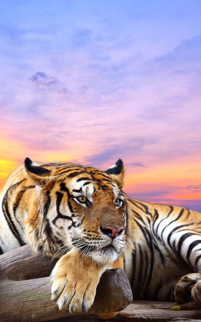 fondo de pantalla loreng tentara,fauna silvestre,tigre,tigre de bengala,felidae,tigre siberiano