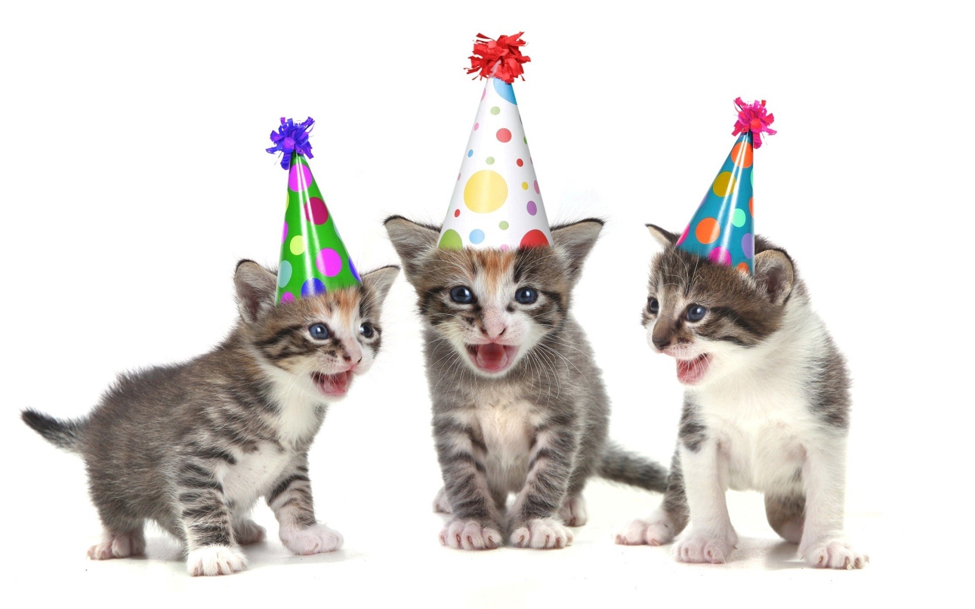 お誕生日おめでとう面白い壁紙,ネコ,中型から中型の猫,ネコ科,子猫,アメリカンワイヤーヘア