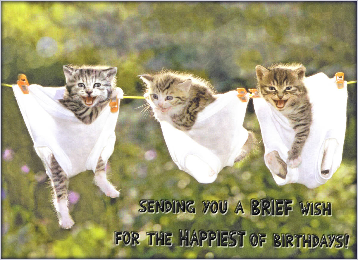 happy birthday funny wallpaper,cat,felidae,small to medium sized cats,photo caption,friendship